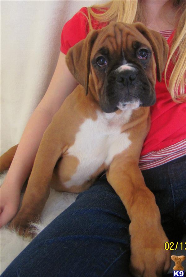 Puppies in Marion